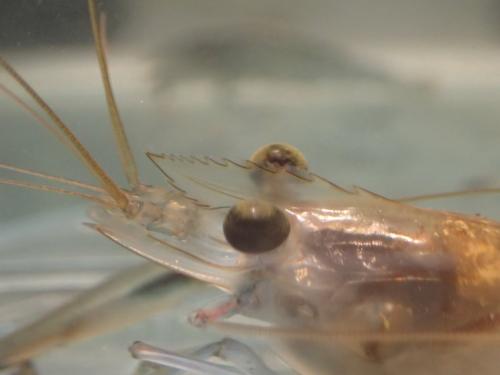 Réf. 182 731 : Macrobrachium latimanus